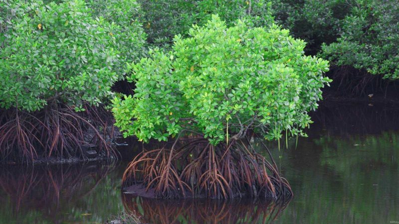 The Beauty of Hara Mangrove Forest