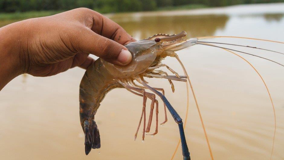 The Art of Persian Gulf Fishing Communities on Qeshm
