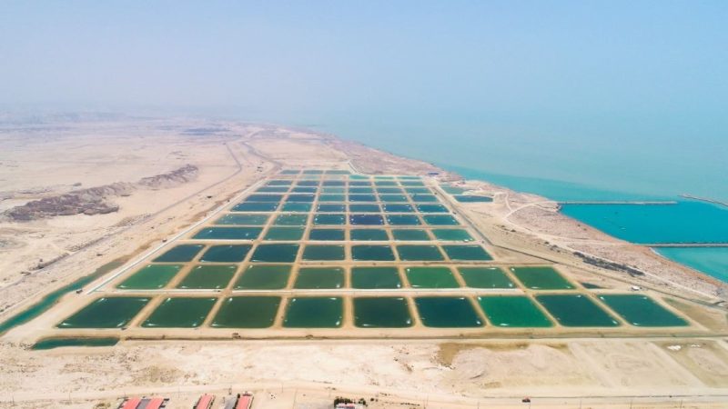 قشم تتقدّم في تربية الروبيان بالتقنيات الذكية