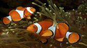 Construction of an Aquarium in Qeshm Free Zone 