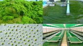 Production of Various Types of Microalgae in Qeshm Free Zone 
