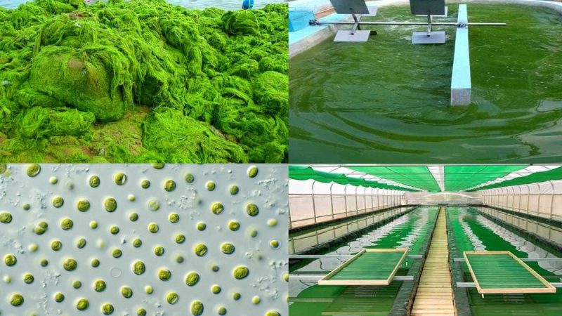 تولید انواع ریز جلبک (Microalgae) در منطقه آزاد قشم