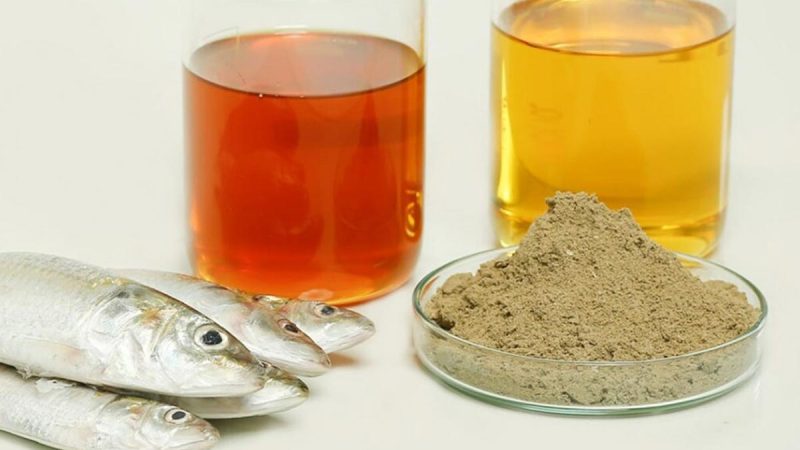 تولید پودر و روغن ماهی در منطقه آزاد قشم