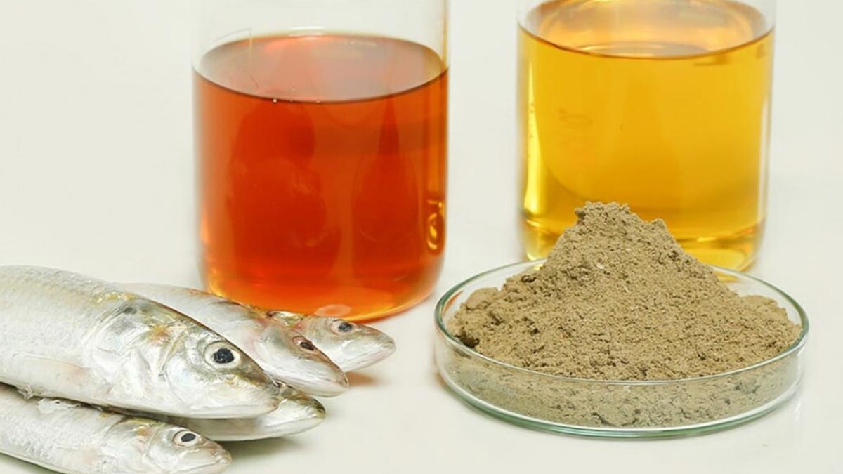 تولید پودر و روغن ماهی در منطقه آزاد قشم