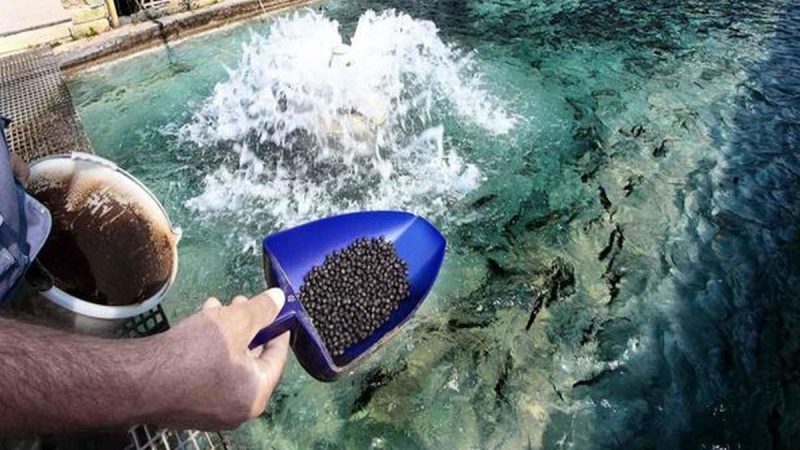 فرصت سرمایه گذاری در احداث واحد تولیدی خوراک آبزیان 