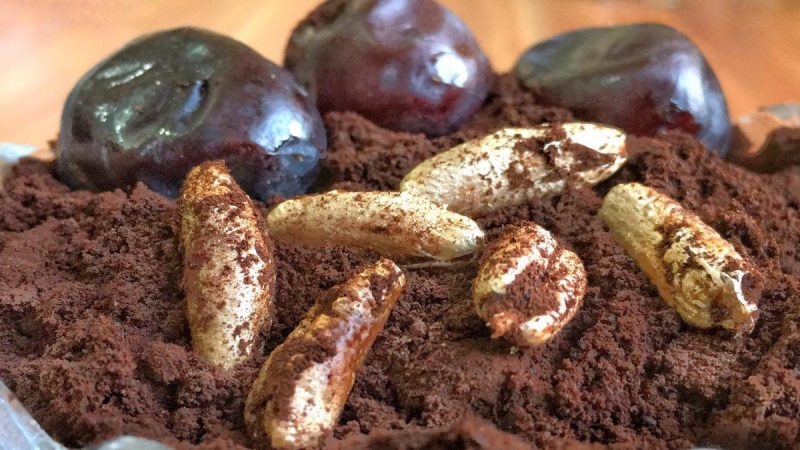 فرصت سرمایه گذاری در احداث واحد فرآوری هسته خرما 
