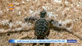تولد ۷۸۶ بچه‌ لاک‌پشت پوزه‌عقابی در ساحل شیب‌دراز قشم 