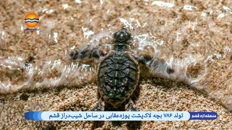 تولد ۷۸۶ بچه‌ لاک‌پشت پوزه‌عقابی در ساحل شیب‌دراز قشم 