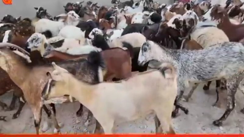 ۲۵۰۰ راس دام تحت پوشش واکسیناسیون و درمان گروه جهادی در قشم