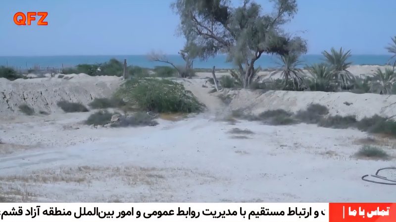 روایت نخل در جزیره قشم، استوار در باد، زاده‌ی آفتاب 