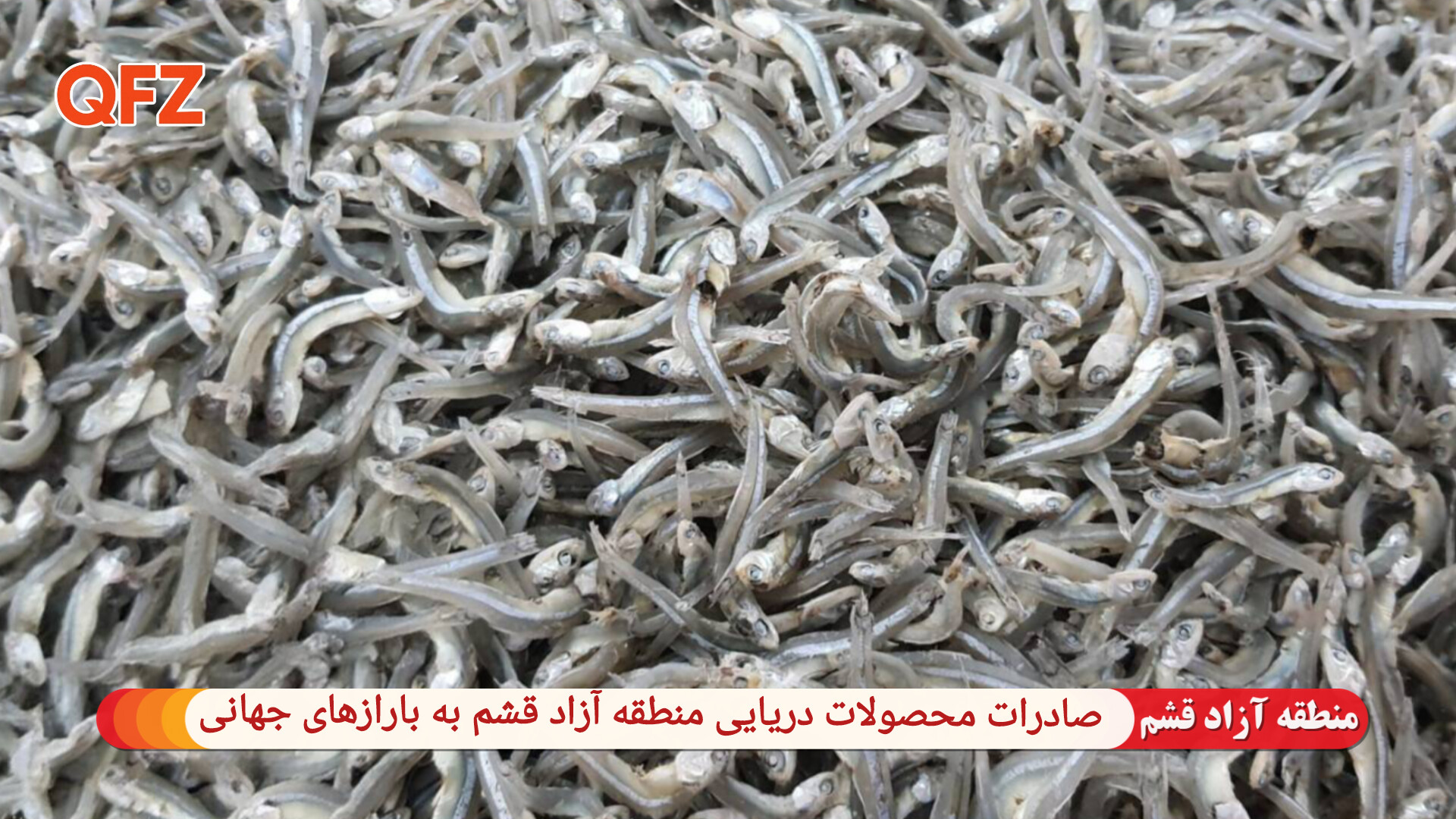 صادرات محصولات دریایی منطقه آزاد قشم به بازارهای جهانی