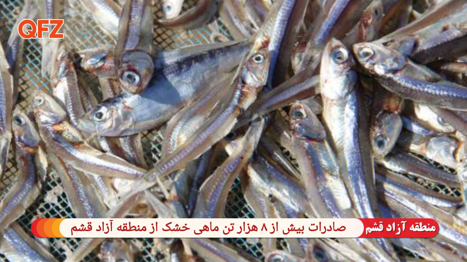 صادرات بیش از ۸ هزار تن ماهی خشک از منطقه آزاد قشم