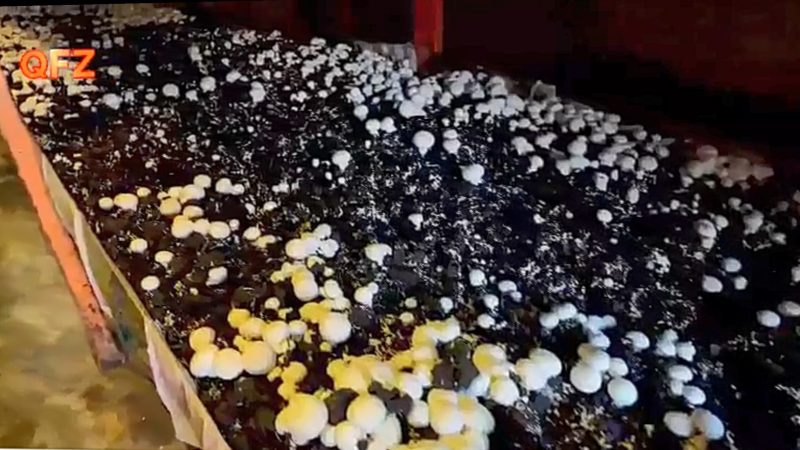 شتاب‌گیری توسعه کشاورزی در منطقه آزاد قشم، با تولیدات گلخانه‌ای و پرورش قارچ 